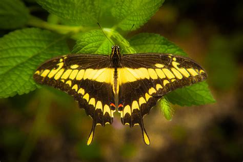 costa rica yellow butterfly